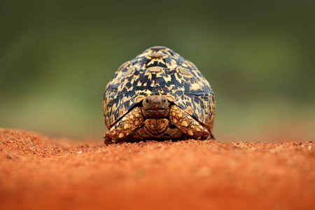 豹龟在橙色砾石路上。 海龟在绿色森林栖息地克鲁格NP南非。 来自大自然的乌龟野生动物场景的面部肖像。