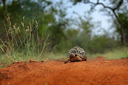豹龟在橙色砾石路上。 海龟在绿色森林栖息地克鲁格NP南非。 来自大自然的乌龟野生动物场景的面部肖像。