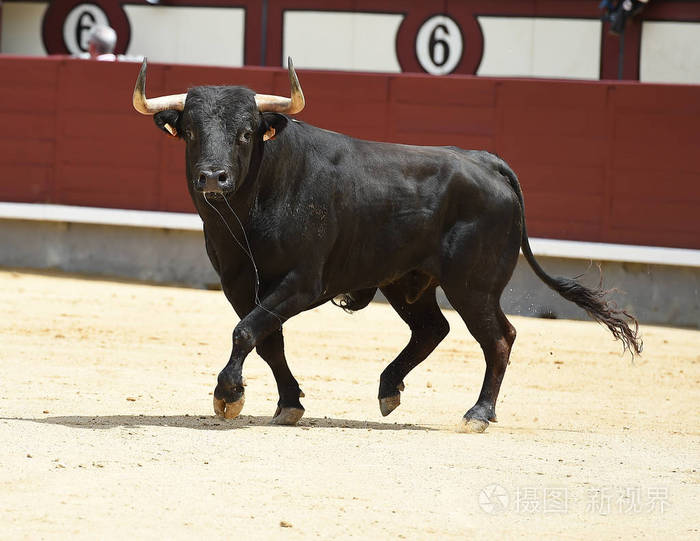 西班牙公牛队的黑牛