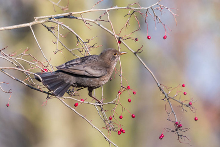 雌性黑鸟栖息在一根带红色浆果的树枝上。 鹅口疮TurdusMerula以背景模糊的山楂枝为食。