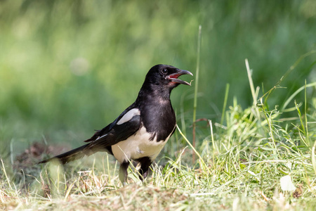 黑色和白色的corvid鸟坐在夏天的森林里,绿色背景模糊.照片