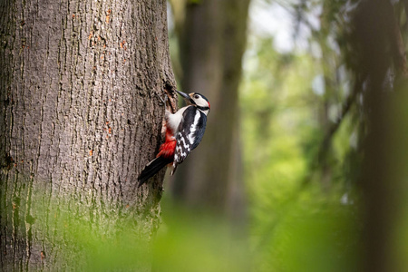 伟大的斑点啄木鸟栖息在巢洞旁边的树干上。 雄性啄木鸟树突主要黑色和白色，红色下尾。