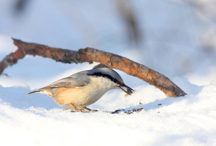 nut hatch坐在雪地上，嘴里衔着粮食