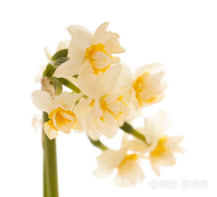 白色背景下分离出的白水仙花属植物照片 正版商用图片18wyui 摄图新视界
