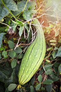 菜园藤本植物西葫芦绿海绵葫芦