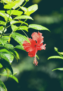 芙蓉花红开在花园自然绿背景热带花卉植物