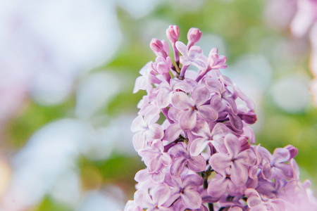 春天的时候，美丽的气味是紫罗兰紫色的丁香花。 合上紫丁香的花枝。 鼓舞人心的天然花卉春天盛开的花园或公园。 丰富多彩的生态自然景
