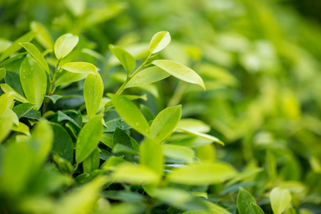 新鲜的茶芽和叶子。茶种植园。 自然绿植景观生态清新壁纸概念。 园林绿化背景模糊绿叶的自然景观。