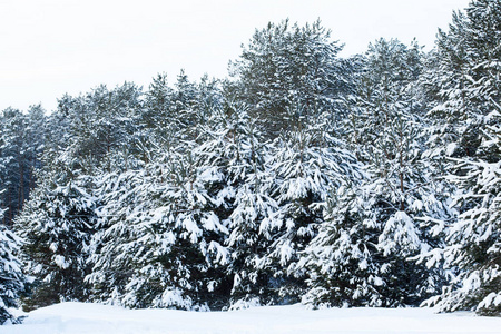 冬天的风景杉树覆盖着雪