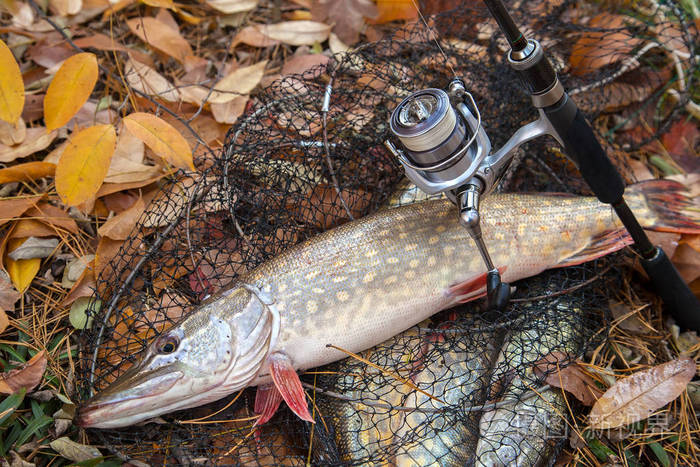 捕鱼概念奖杯捕获大淡水梭子鱼知道,埃索卢修斯刚刚从水上登陆网与