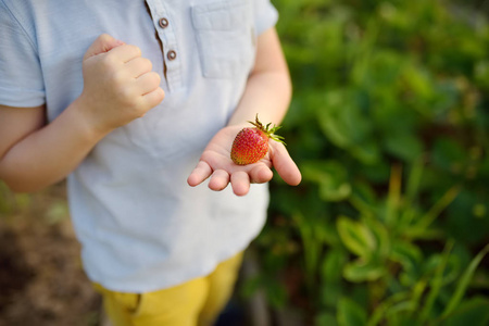 可爱的小男孩吃自己花园里种的草莓。 儿童健康素食或纯素食物。