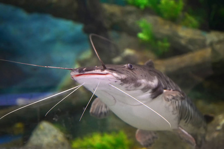 野生鲶鱼在水族馆水下游泳