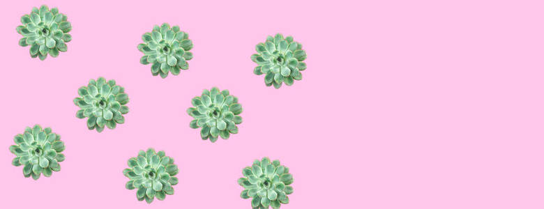 美丽的绿色肉质图案在时尚粉红色的背景。创意夏季概念的礼物, 卡片, 生日, 节日, 聚会, 情人节, 3月8日。复制空间。简约的