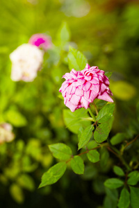 粉红色微型玫瑰花树，花园生长爱