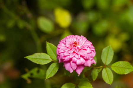 粉红色微型玫瑰花树，花园生长爱