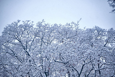 二月在雪中的树枝与天空对着空