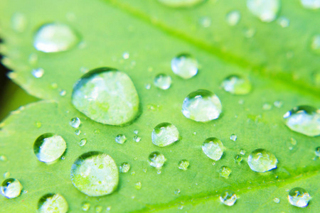 绿色的叶子上的雨滴