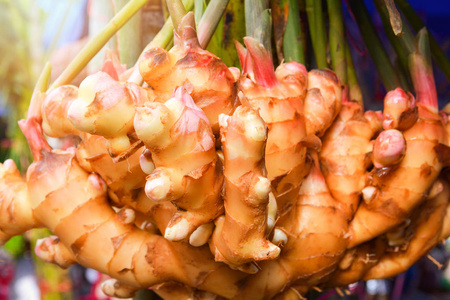 新鲜生姜来自农业农场,年轻的植物,姜根,香料照片