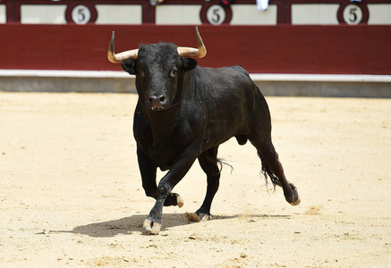 西班牙公牛队的黑牛照片
