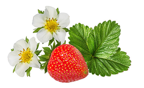 草莓，花白色背景分离