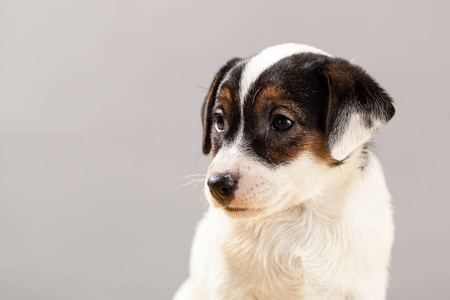可爱的肖像狗杰克罗塞尔猎犬小狗在灰色的背上。