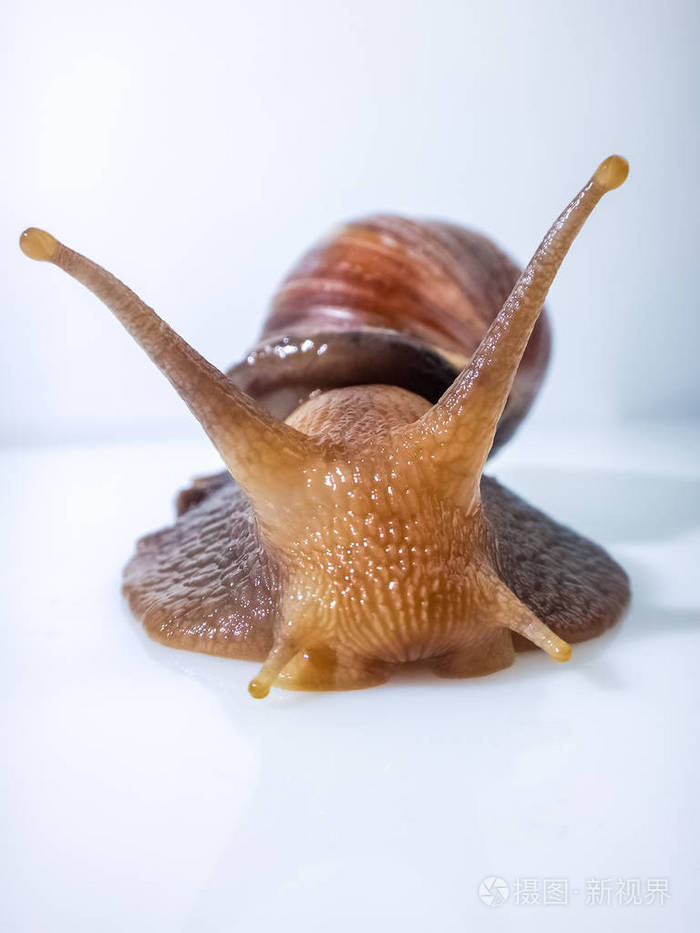 蜗牛放大的样子图片