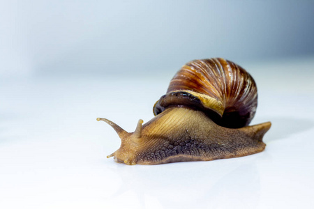 巨大的蜗牛图片-巨大的蜗牛素材-巨大的蜗牛插画-摄图新视界