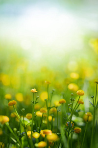 绿色背景上的黄色春天的花