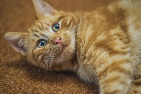红猫有漂亮的红眼睛。红猫躺在红地毯上。