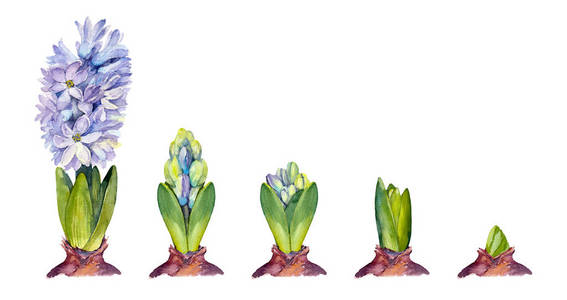 开花风信子图片