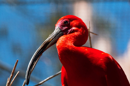 弯曲的长闭上朱红色的大红鸟,长着弯曲的嘴和蓝色的眼睛.照片