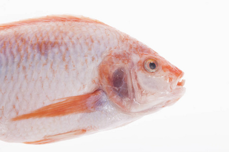 白色背景的红鱼或红罗非鱼