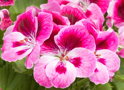 春天盛开的粉红色天竺葵