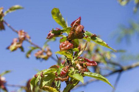 受桃树在蓝天上卷曲的叶子的影响。
