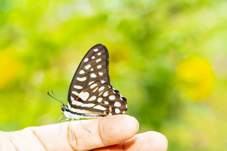 常见的杰伊蝴蝶石墨多森落在人类手指生长关系上