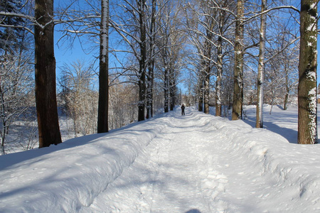 冬天森林里的雪路通往森林的道路的照片。季节是冬天。 寒冷，霜冻，阳光明媚。美丽的自然景观。白雪中的树木。国家俄罗斯。