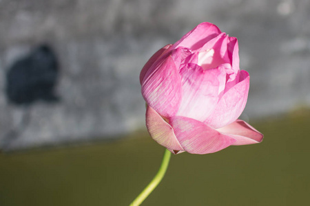 粉红色莲花美丽的莲花