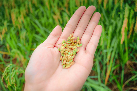 新鲜水稻有机手农亚洲收获水稻农业绿田背景