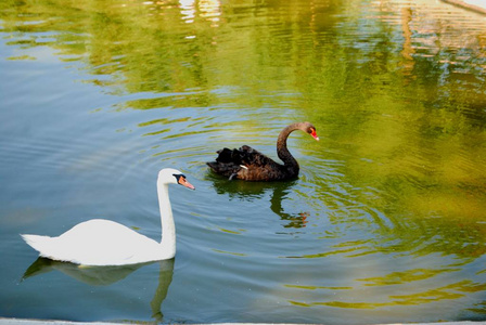 两只天鹅在湖上黑白浪漫