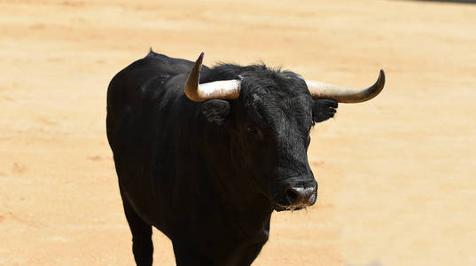 西班牙公牛队的黑牛