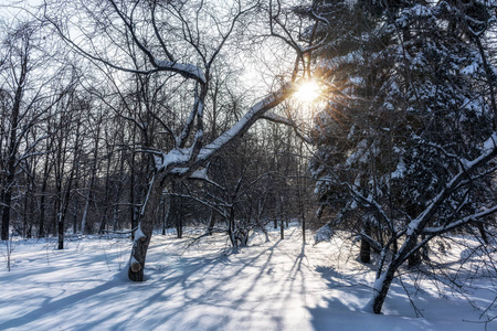 绿色云杉树枝覆盖着新鲜的白雪。 复制背景