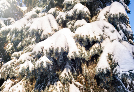 绿色云杉树枝覆盖着新鲜的白雪。 复制背景