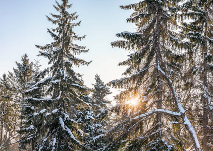 冬天的阳光透过雪覆盖着冷杉枝。 冬季冷杉林。