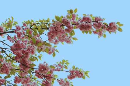 春天树枝上盛开的粉红色花蕾