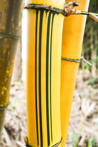 农业竹林和农场背景上绿色图案的鲜黄色竹秆树