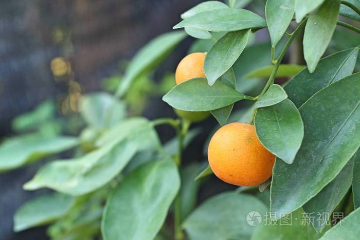 花园里的橘子树照片 正版商用图片18x7ce 摄图新视界 花园里的橘子树照片 正版商用图片18x7ce 摄图新视界