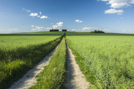 漫长的道路穿过绿色的田野，覆盖着蓝天