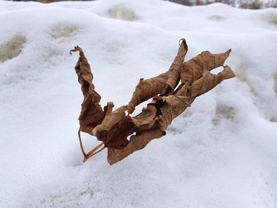 冬天在雪地里有干叶的树枝