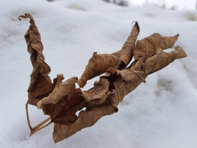 冬天在雪地里有干叶的树枝