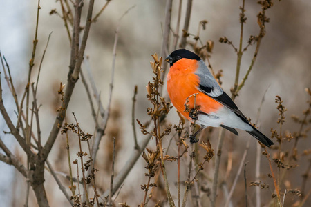 一只美丽的红色牛雀鸟坐在棕色的树枝上, 冬天在公园里吃干丁香种子